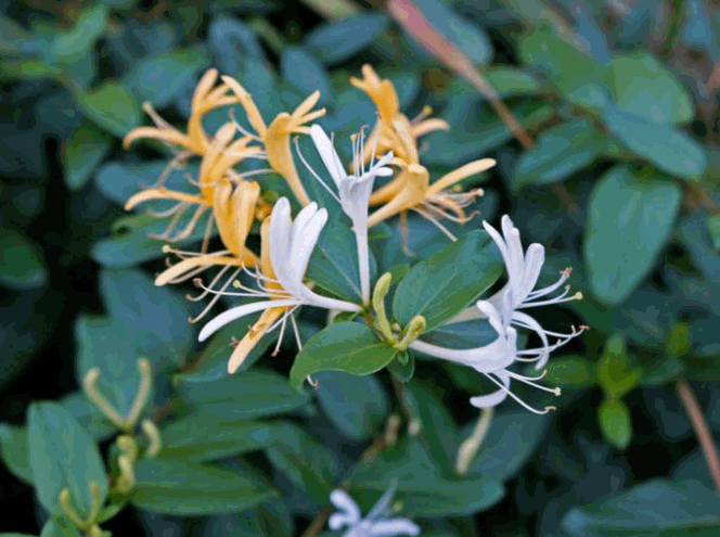 Japanese honeysuckle